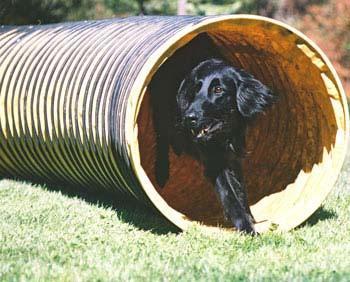 Flatcoated Retriever