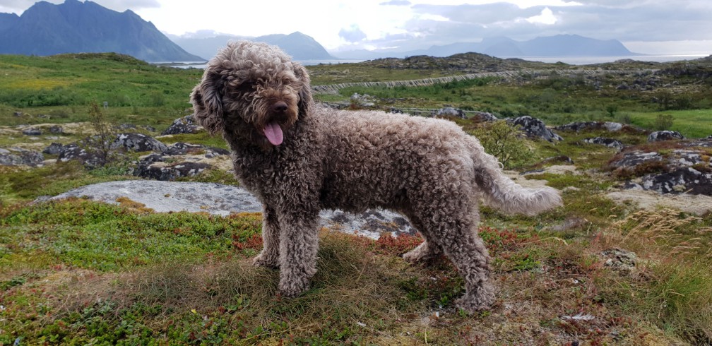 Lagotto Romagnolo