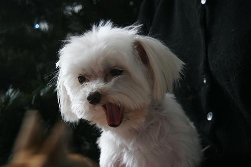 Maltese