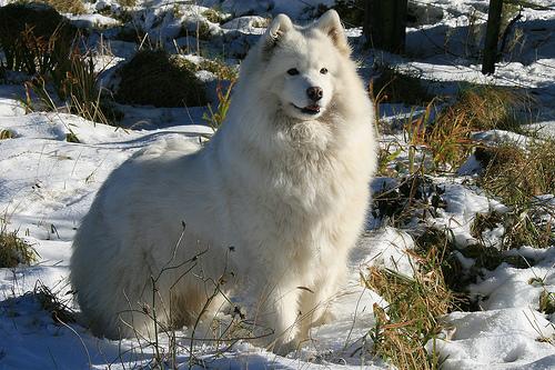Samoyed