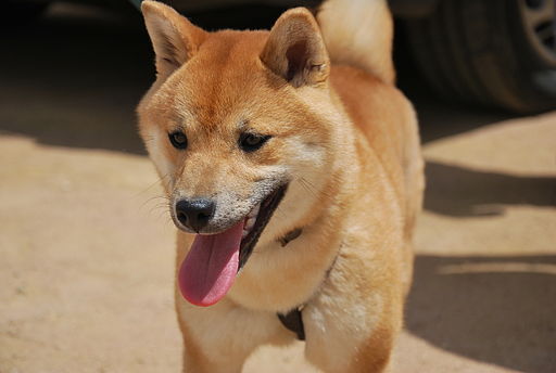 Shiba Inu