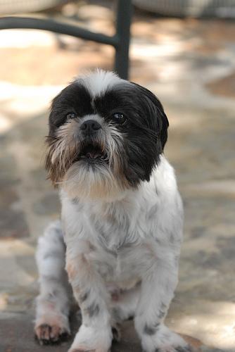 Shih Tzu