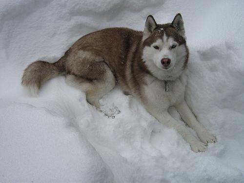 Siberian Husky
