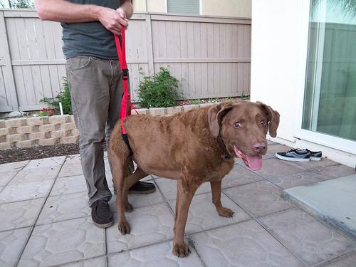 Nova Scotia Duck Tolling Retriever