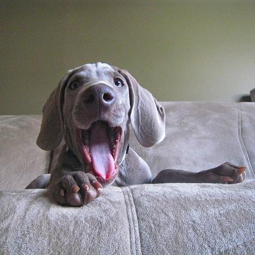 Weimaraner